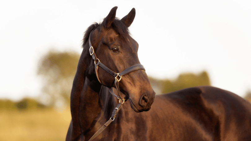 Cavalo marrom na natureza