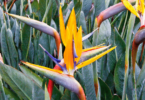 Flor Strelitzia