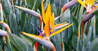 Flor Strelitzia