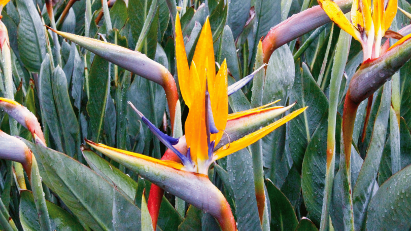 Flor Strelitzia