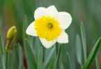 Flor narciso na natureza