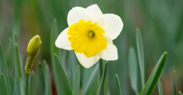 Flor narciso na natureza