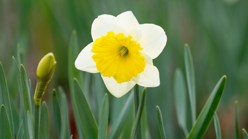 Flor narciso na natureza