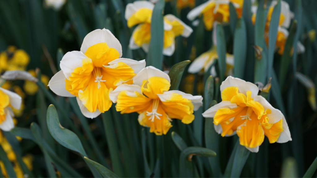 Flor narciso na natureza