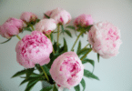 Peônias rosas em um vaso