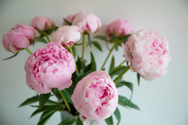 Peônias rosas em um vaso