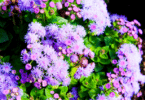 Várias plantas Ageratum