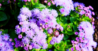 Várias plantas Ageratum