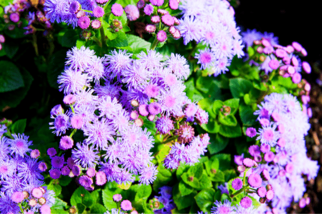 Várias plantas Ageratum