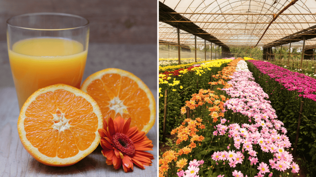 Suco de laranja com gérbera e cultivos de flores gérbera. 