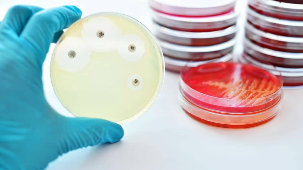 Teste de suscetibilidade antimicrobiana em placa de Petri