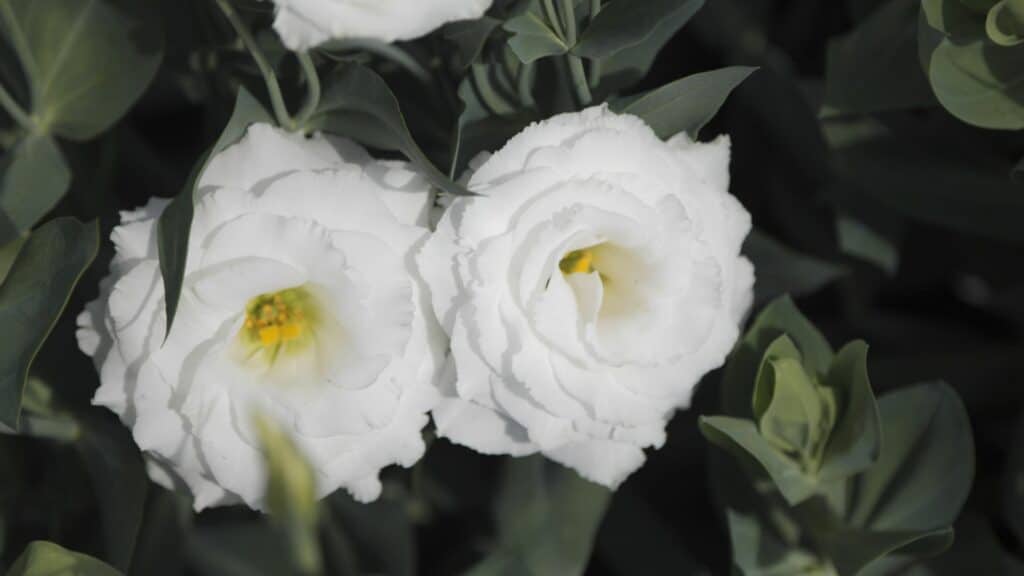 Lisianthus na cor branca