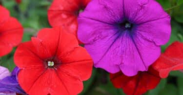 Flores de Petúnias na cor vermelha e roxa