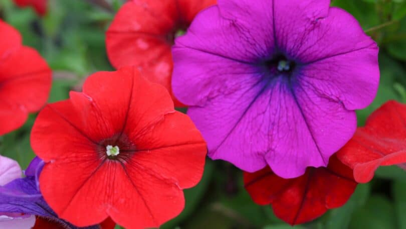 Flores de Petúnias na cor vermelha e roxa