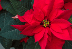 Flor Poinsettia