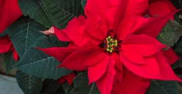 Flor Poinsettia