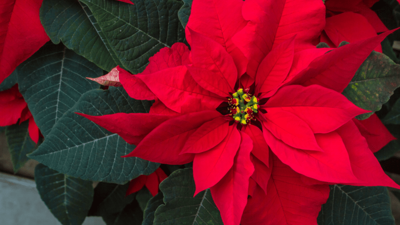 Flor Poinsettia