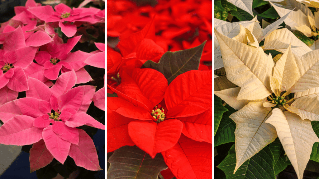 Flor Poinsettia nas cores rosa, vermelha e branca