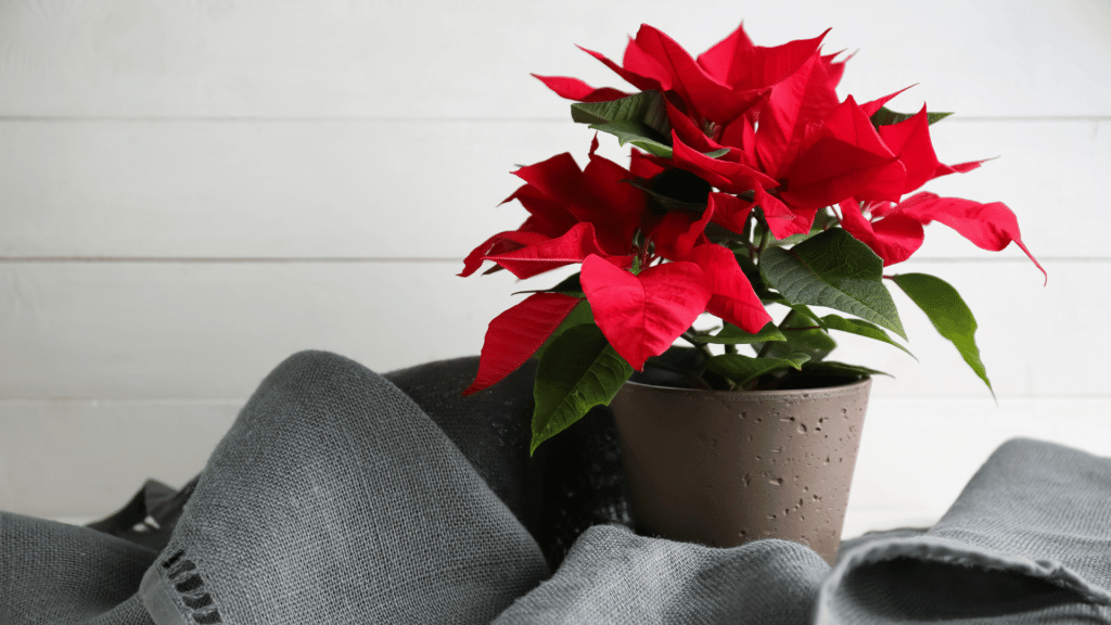 Vaso de flor com Poinsettia