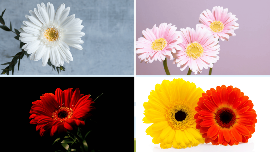 Flores Gérbera na cor branca, rosa, vermelha, amarela e laranja. 
