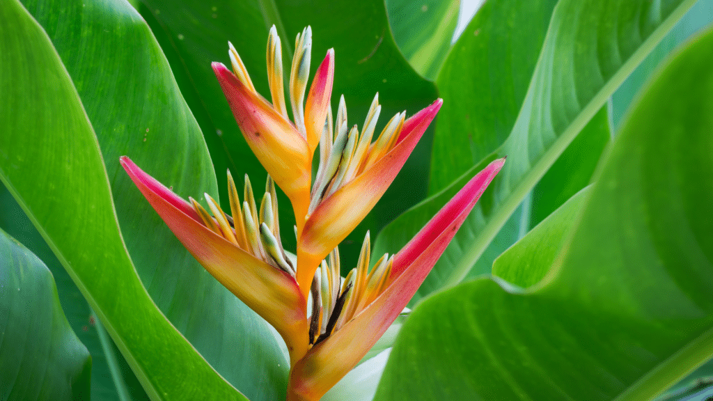 Planta Helecônia.