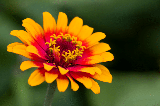 Flor zínia laranja