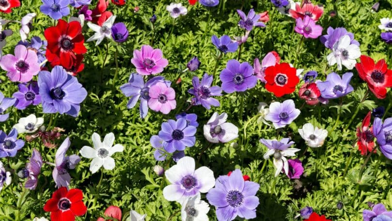 Um jardim repleto de flores Anêmona.