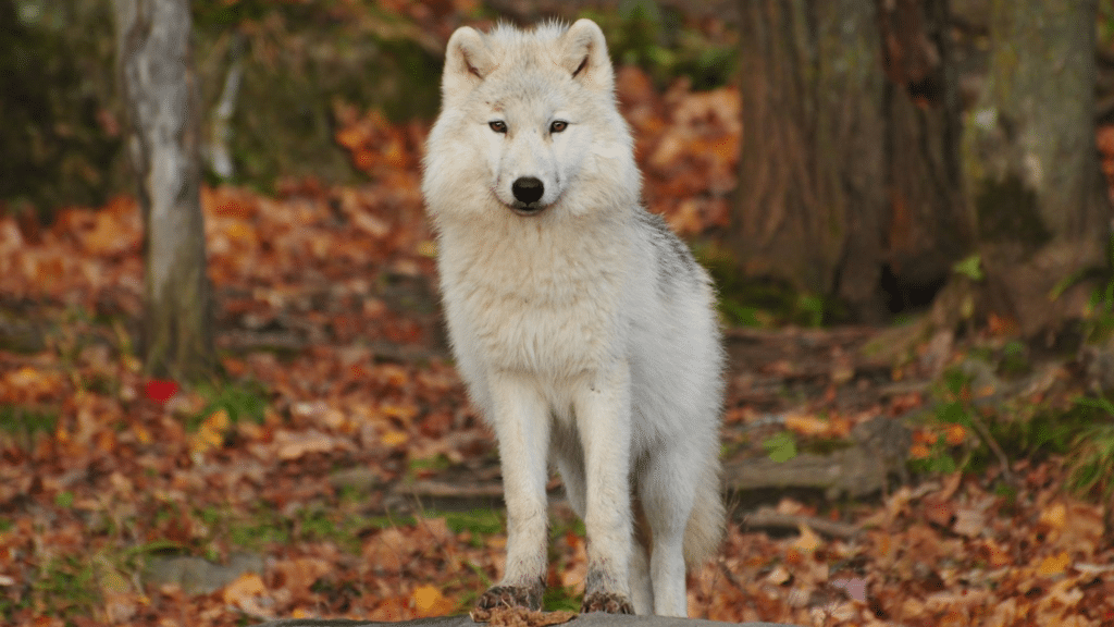 Lobo branco em meio a floresta e folhagens 