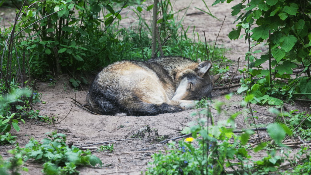 Lobo cinza dormindo em meio a folhagens 