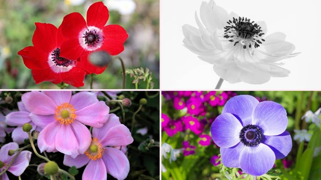 Flores anêmonas em diferentes cores. Anêmona vermelha, anêmona branca, anêmona rosa e anêmona roxa. 