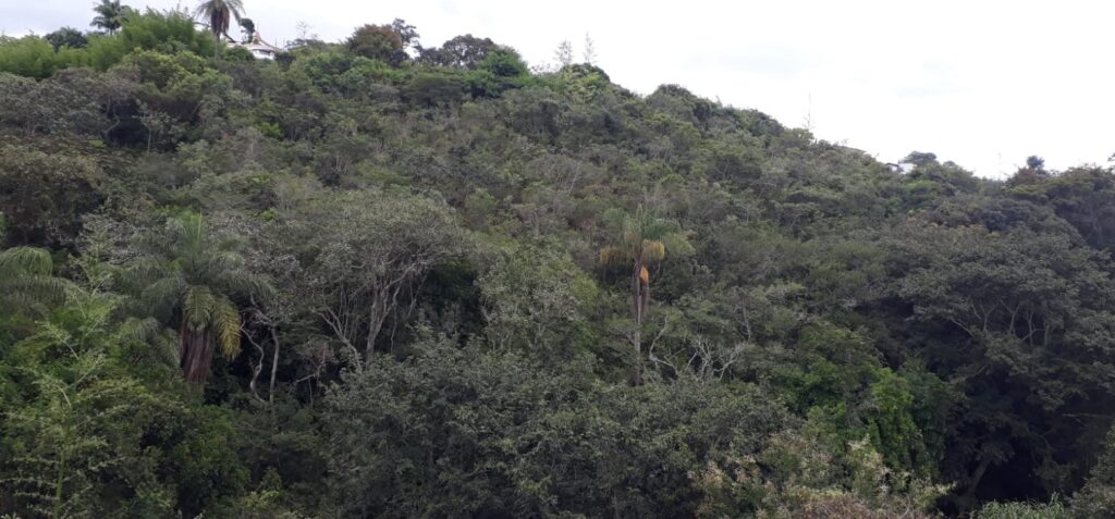 Diversidade de espécies de plantas preservadas.