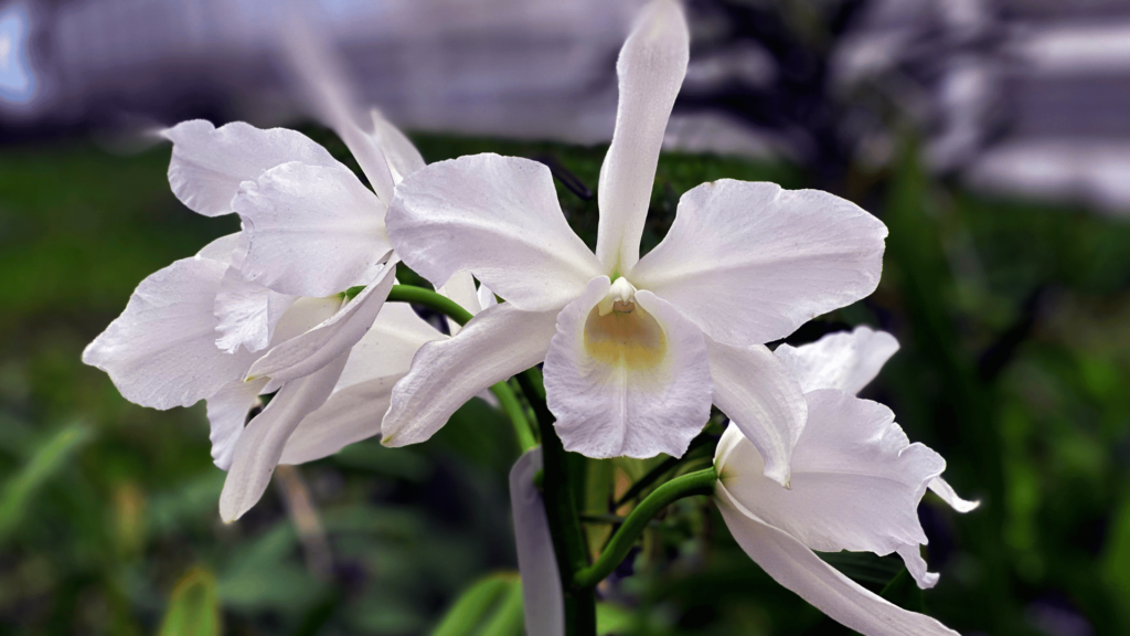 Cattleya branca