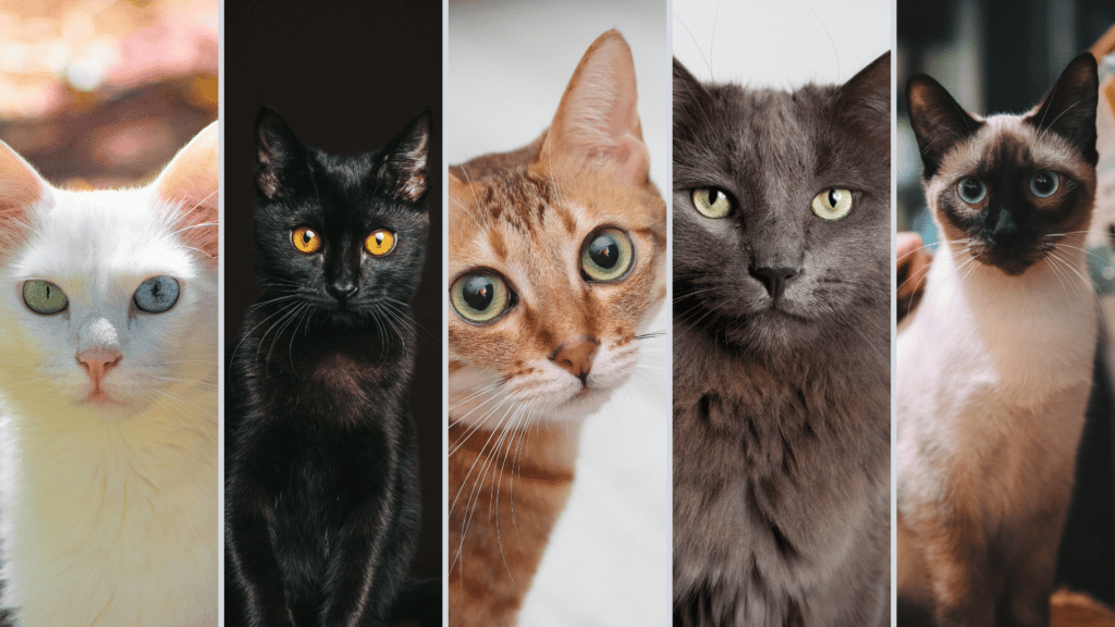 Gato branco com heterocromia, gato preto, gato tabby/laranja, gato cinza e gato siamês.