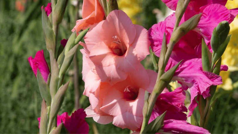 Gladíolo rosa