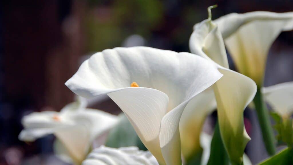 Imagem de várias flores Calla na cor branca.