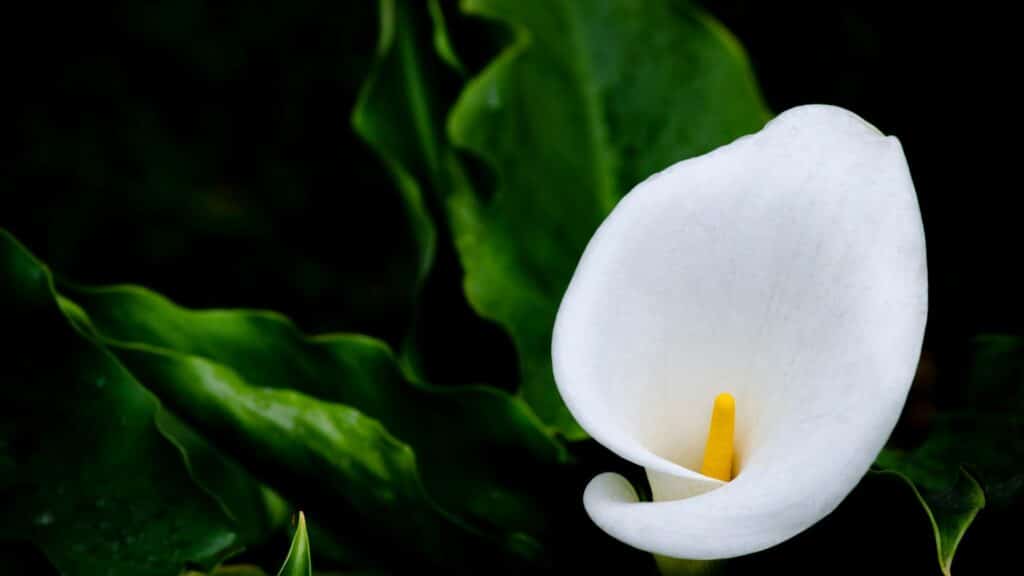 Imagem de fundo preto da flor Calla e suas folhagens verdes escuras.