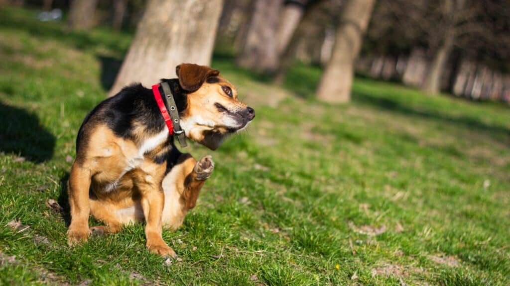 Imagem de um gramado com algumas árvores ao redor. Em destaque um cachorro preto e marrom se coçando.