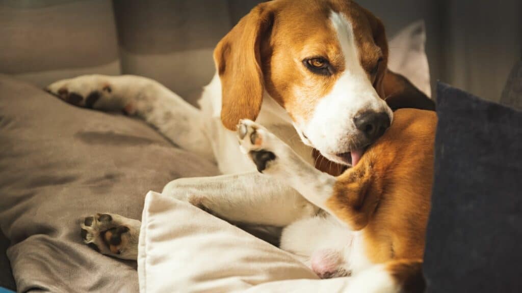 Imagem de um cachorro da raça Beagle deitado em um sofá na cor bege se coçando
