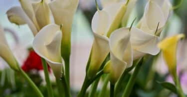 Imagem de vários copos de flor Calla na cor branca.