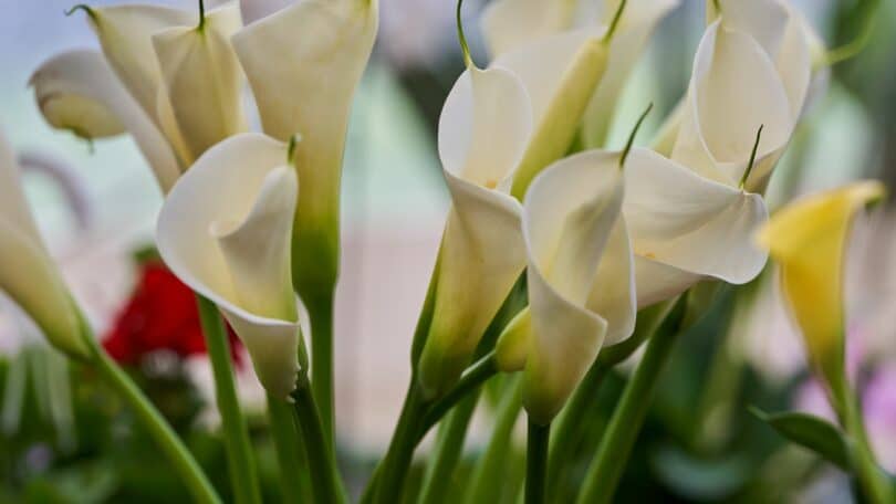 Imagem de vários copos de flor Calla na cor branca.