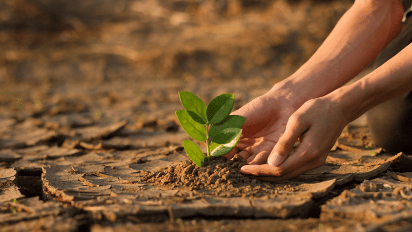 Criança plantando uma árvore. Conceito de crise das mudanças climáticas
