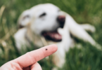 Mulher com carrapato no dedo, enquanto o cachorro está ao fundo da imagem.