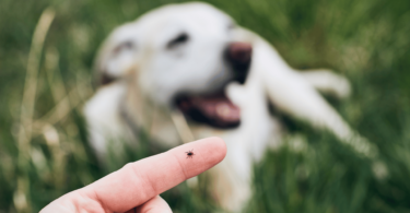 Mulher com carrapato no dedo, enquanto o cachorro está ao fundo da imagem.