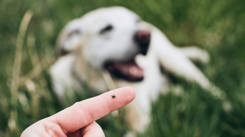 Mulher com carrapato no dedo, enquanto o cachorro está ao fundo da imagem.