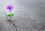 Imagem de uma flor roxa crescendo na pedra, representando o autoconhecimento, a sustentabilidade e a espiritualidade.