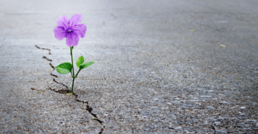 Imagem de uma flor roxa crescendo na pedra, representando o autoconhecimento, a sustentabilidade e a espiritualidade.