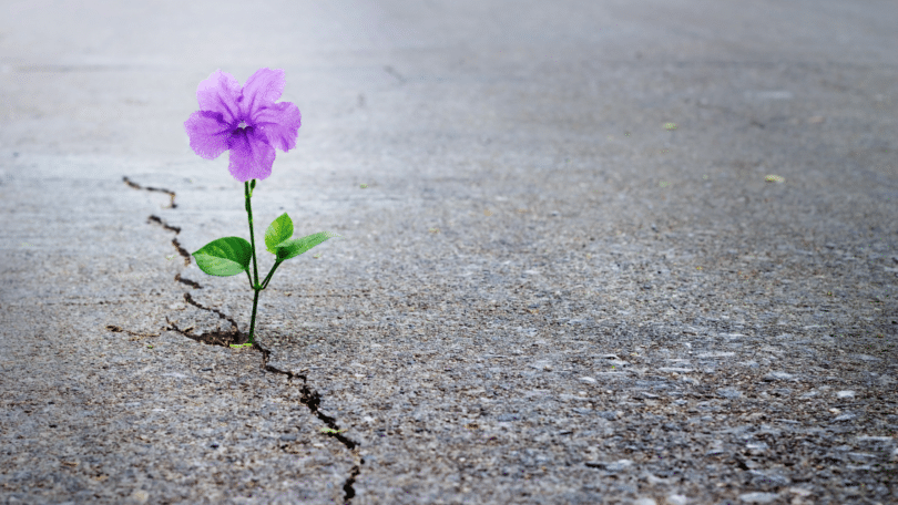 Imagem de uma flor roxa crescendo na pedra, representando o autoconhecimento, a sustentabilidade e a espiritualidade.