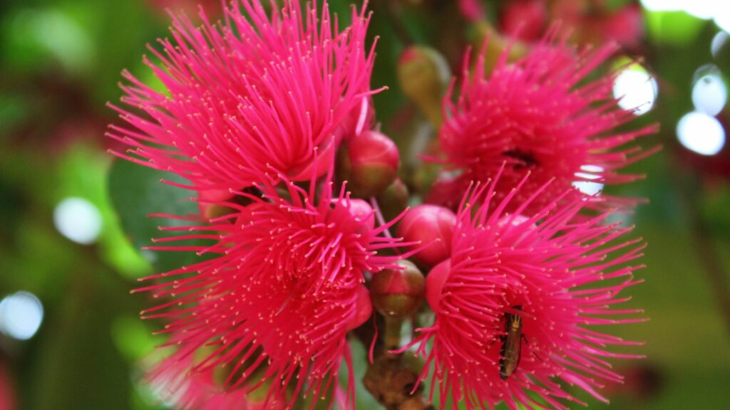 Imagem da flor de jambo na cor rosa
