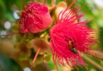 Imagem da flor de um jambeiro na cor rosa. No centro da flor, uma abelha extraindo o própolis.