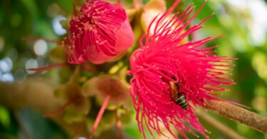 Imagem da flor de um jambeiro na cor rosa. No centro da flor, uma abelha extraindo o própolis.